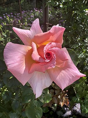 a pink rose