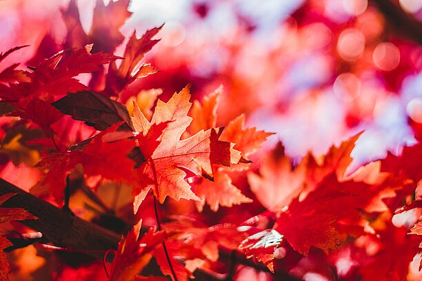 red fall leaves