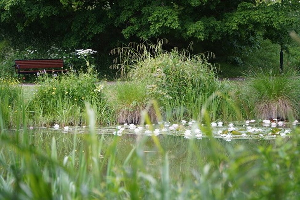 An empty bench and summer greenery by the pond in the botanical garden in Lund